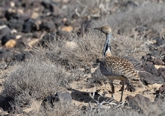 Chlamydotis undulata