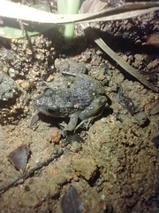 Leptodactylus fragilis