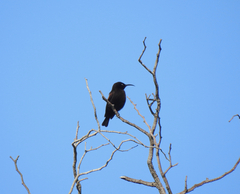 Chalcomitra amethystina
