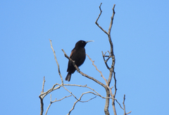 Chalcomitra amethystina