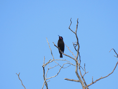 Chalcomitra amethystina