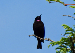Chalcomitra amethystina