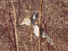 Passer montanus
