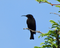 Chalcomitra amethystina
