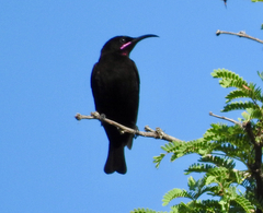 Chalcomitra amethystina