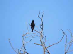 Chalcomitra amethystina