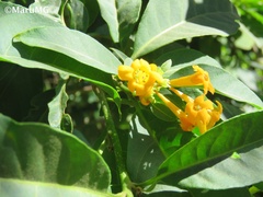 Cestrum