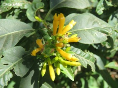 Cestrum