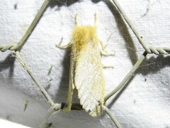Ochrogaster lunifer