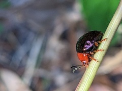 Chalcomela nitida