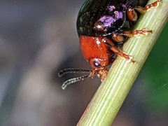 Chalcomela nitida