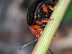 Chalcomela nitida