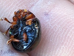 Chalcomela nitida