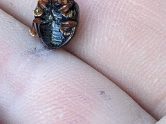Chalcomela nitida