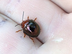 Chalcomela nitida