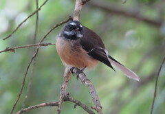 Rhipidura fuliginosa fuliginosa