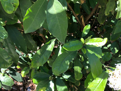Angiospermae