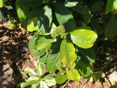 Angiospermae