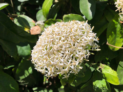Angiospermae
