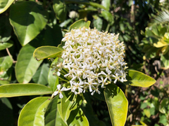 Angiospermae
