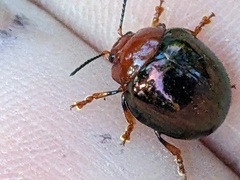 Chalcomela nitida