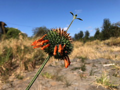 Leonotis