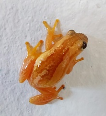 Afrixalus spinifrons