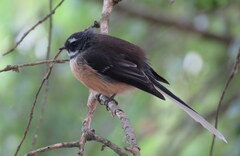 Rhipidura fuliginosa fuliginosa