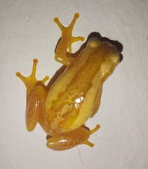 Afrixalus spinifrons