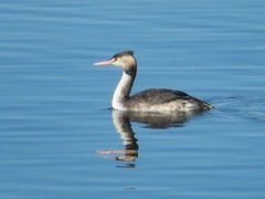 Podiceps cristatus