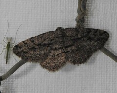 Zermizinga sinuata