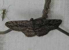 Zermizinga sinuata