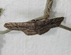 Zermizinga sinuata