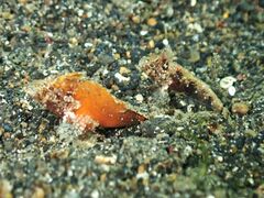 Acanthosphex leurynnis