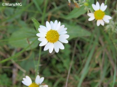 Anthemideae
