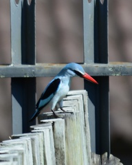 Halcyon senegalensis