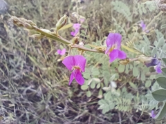 Tephrosia purpurea