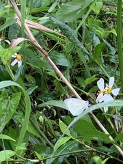 Pieris rapae crucivora