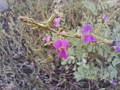 Tephrosia purpurea