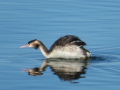 Podiceps cristatus