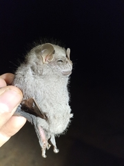 Chiroderma villosum