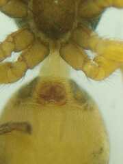 Nannenus syrphus