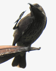 Chalcomitra senegalensis