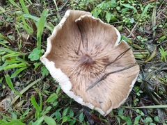 Pluteus umbrosus