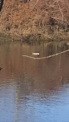 Mergus merganser
