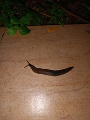 Milacidae