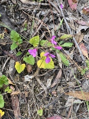 Pelargonium rodneyanum