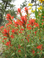 Castilleja applegatei applegatei