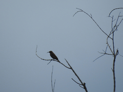 Chalcomitra senegalensis