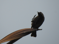 Chalcomitra senegalensis